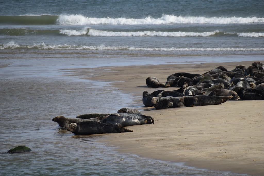 43 Things To Do This Summer In and Around Orleans (Cape Cod)