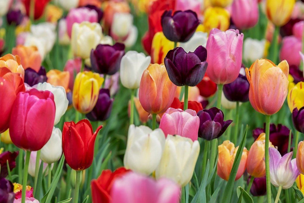 On Booms, Tulips & Blood Tests